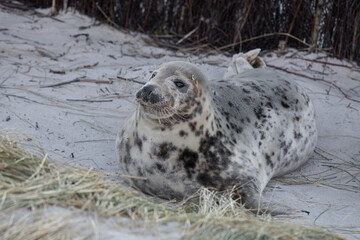  Gepunktete junge Kegelrobbe, Spotted Seal