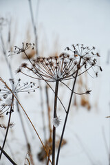 Dry grass on a background of white snow. The beauty and romance of wild nature. Wallpaper. Winter in nature