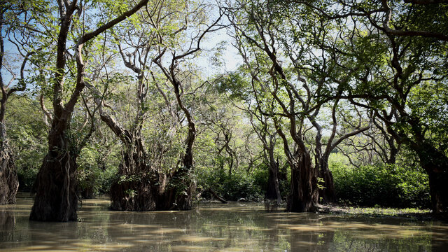 Ratargul swamp forest in Sylhet.