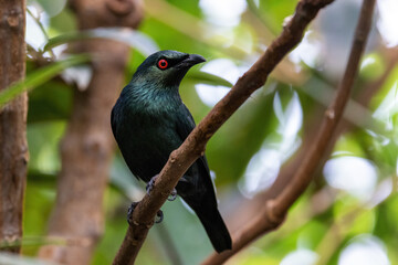 Adult Asian glossy starling perched on a branch against a foliage background.