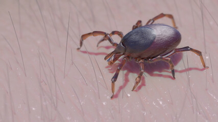 3d rendered illustration of a tick crawling on skin