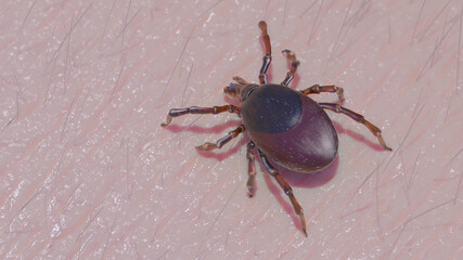 3d rendered illustration of a tick crawling on skin