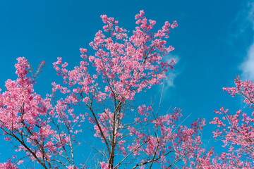 The Phaya Suea Krong tree in winter blooms in pink in full bloom on a bright blue day atop Phu Lom Lo in the tourist destination of Phitsanulok, Thailand.