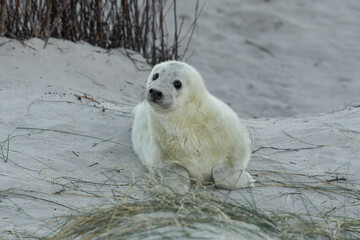 Neugeborene Kegelrobbe  - Die jungen Robben werden wegen ihrer Lautäußerungen  als Heuler...