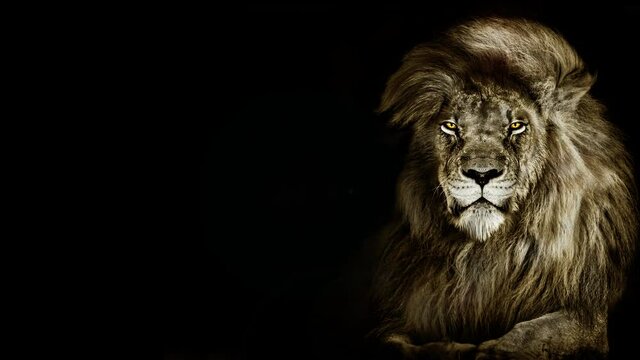 African male lion , wildlife animal 
