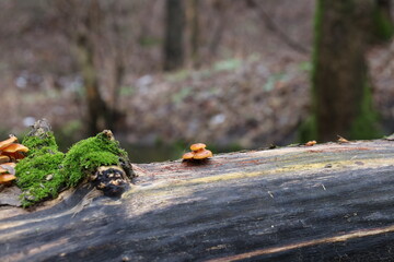 enokitake on the moss covered tree
