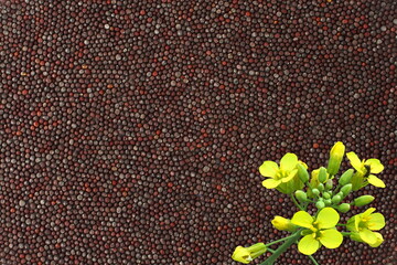 brown mustard seeds spice or rai with mustard plant flower as food,health,garden related concept background