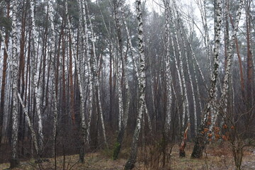 Birch forest in the evening, cloudy weather