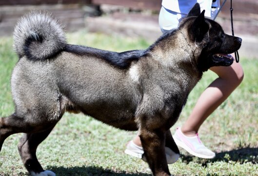 Dog breed American Akita on a walk in the summer 