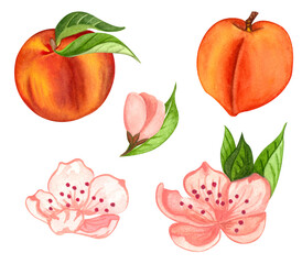 Watercolor set of isolated peach objects, peach flowers, leaves and individual elements.