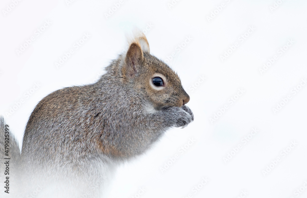 Wall mural Beautiful fat Grey squirrel isolated on white background posing for me in the snow near the Ottawa river in Canada - Wall murals