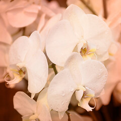 White orchid background, bright flowers for postcard and wallpaper toned with calming coral color.