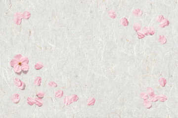 Obraz na płótnie Canvas 白い手漉き和紙に舞い散る、桜の花びら