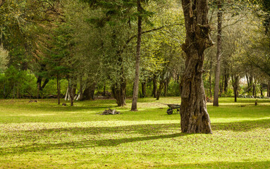Mexican green forest with grass and trees