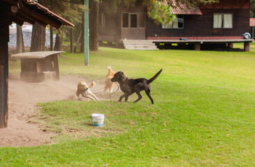 Obraz na płótnie Canvas Perros pelando y jugando al aire libre