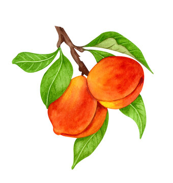 Peach watercolor illustration. Hand drawn ripe, juice summer fruit tree. Sweet nectarine twig with leaves isolates on white background