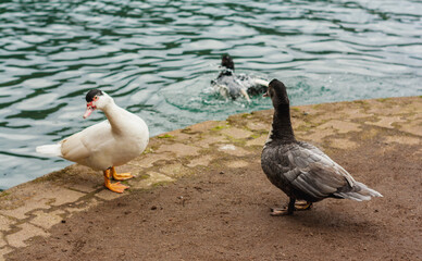 A white duck and a black duck arguing on the shore of the lake