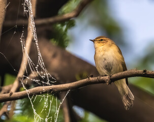 Common Chiffchaff sitting near a web