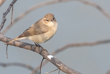 Common Chiffchaff looking into Camera