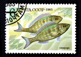 stamp sea collection printed in USSR shows Smarida beamfish in sea