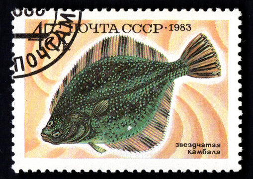 stamp printed in USSR showing fishes smarida star flounder sockeye red spotted wolffish