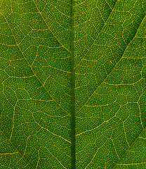 Green leaf texture. Natutal background. Leaf vein pattern. Close up.