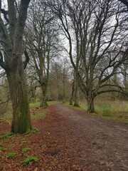 Fototapeta premium Tree chestnut alley, East town park in Haverhill