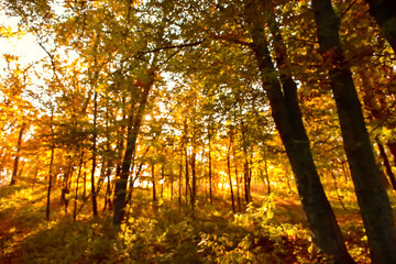 Blurred view of beautiful autumn forest on sunny day