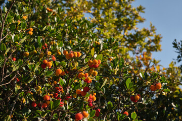 Pianta di corbezzolo con frutti