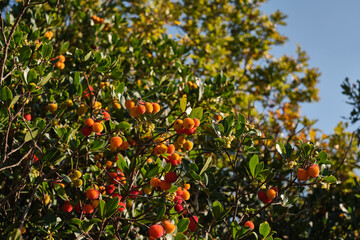 Pianta di corbezzolo con frutti