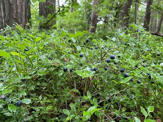 leaves