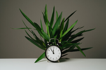 Black clock and green tree standing on white table