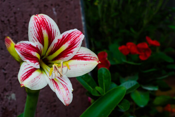 Close up photo of white and red amaryllis lily flower in the garden