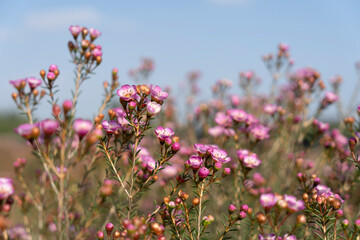 Growing wax flowers in flower beds
