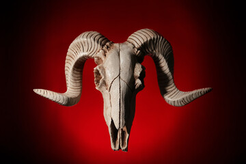 Skull of sheep on dark background