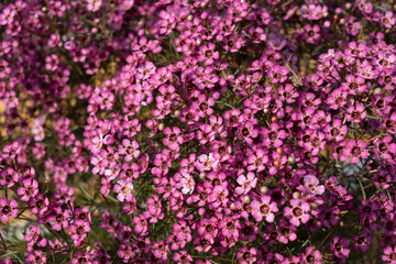 Growing wax flowers in flower beds