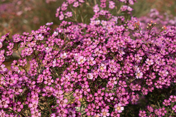 Growing wax flowers in flower beds