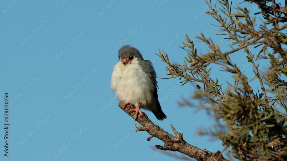 Sticker A small pygmy falcon (Polihierax semitorquatus) perched on a branch, South Africa