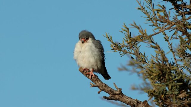 A small pygmy falcon (Polihierax semitorquatus) perched on a branch, South Africa