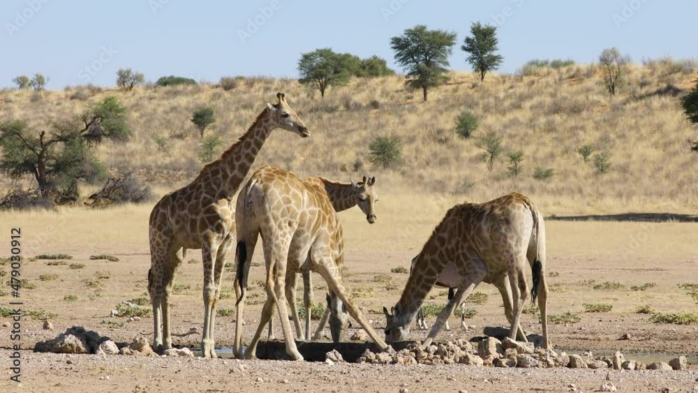 Wall mural Giraffes (Giraffa camelopardalis) drinking water at a waterhole, Kalahari desert, South Africa