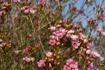 Growing wax flowers in flower beds