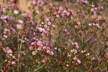 Growing wax flowers in flower beds