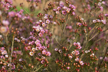 Growing wax flowers in flower beds