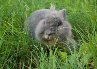 Rabbit in grass