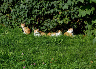 Ginger cats