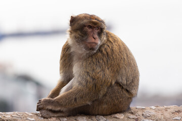 Gibraltar monkey