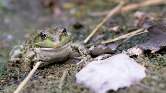 Big Green Spotted Reed Toad Sits on Wet Sand a Waiting Prey. A slippery, frog rests in fallen dry leaves on bank of a swamp in sun. A reptile with bulging eyes looking breathes skin, nostrils. 4K.