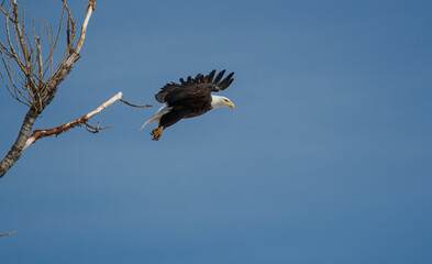 American bald eagle in flight