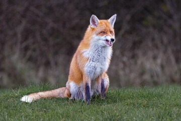 A fox sits down and growls, showing its teeth