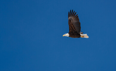 American bald eagle in flight